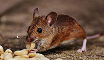 24 Hour & Emergency Exterminators in Utica, MI